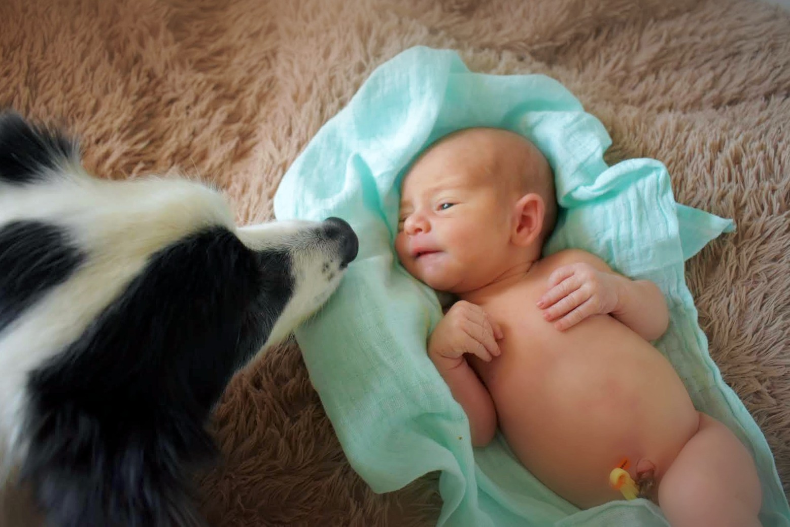 perro conoce a bebé