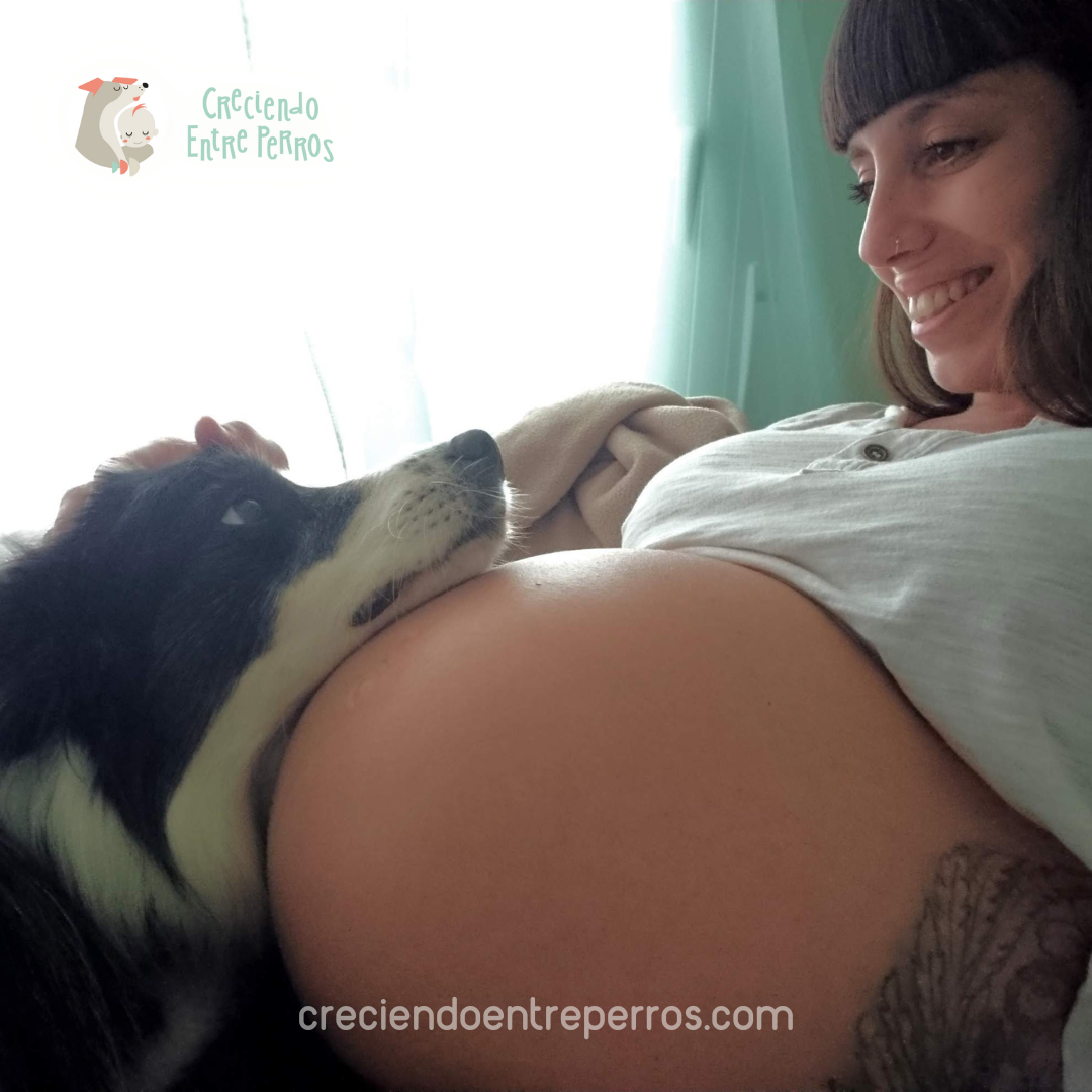 mi perro como sabe huele que estoy embarazada - creciendo entre perros (5)
