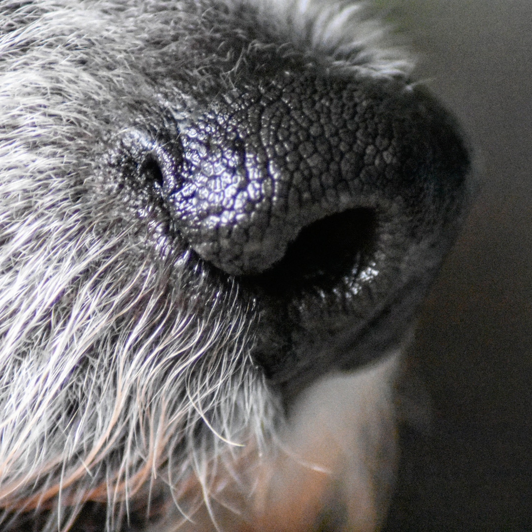 nariz de perro olfato