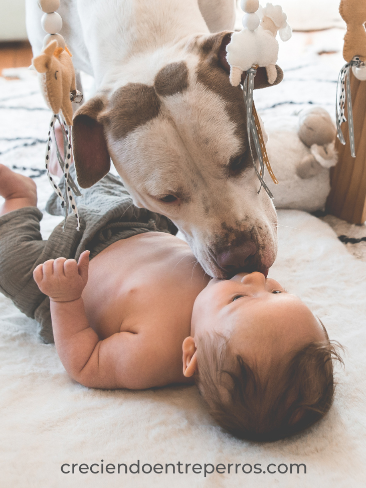 perro chupa da besos bebé niñolenguaje canino y estrés perros y niños crianza multiespecie creciendo entre perros (3)