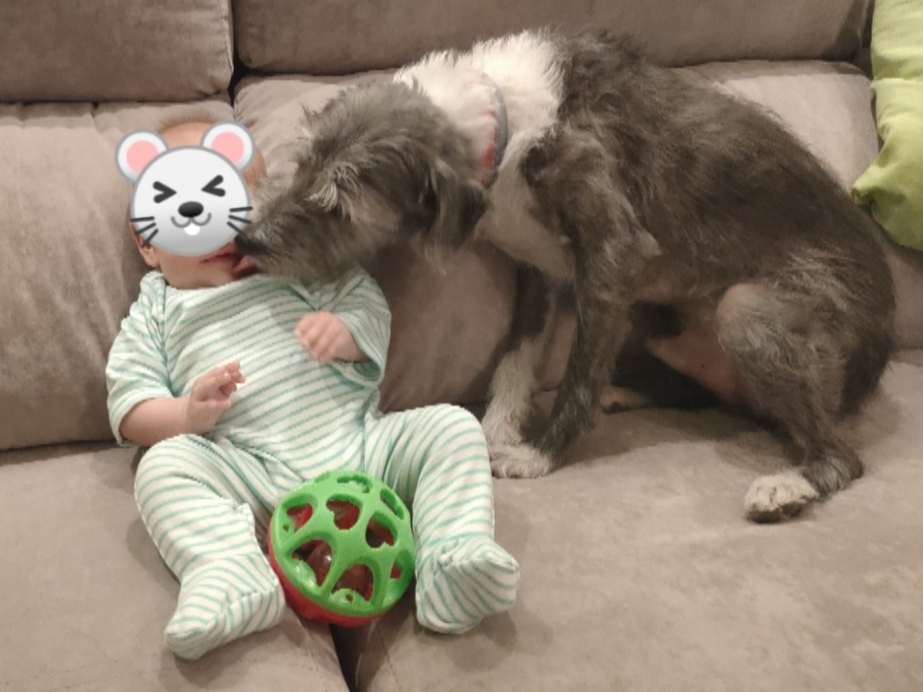 perro y bebé en el sofá