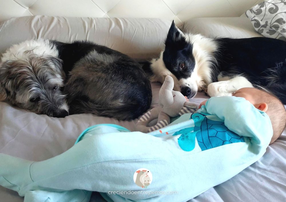 perro y bebé durmen juntos misma cama colecho crianza multiespecie creciendo entre perros